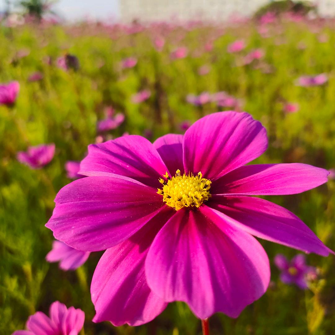 崽崽爱吃肉肉。