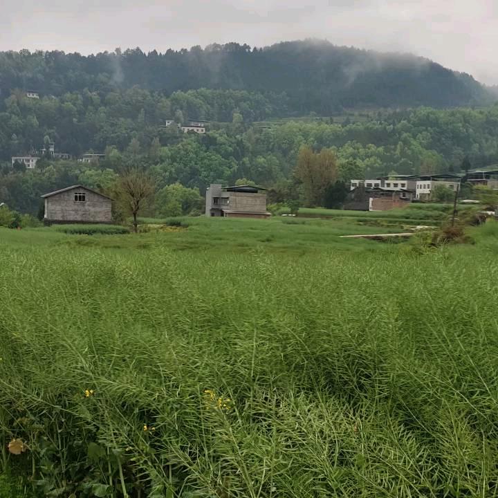 早上的太阳