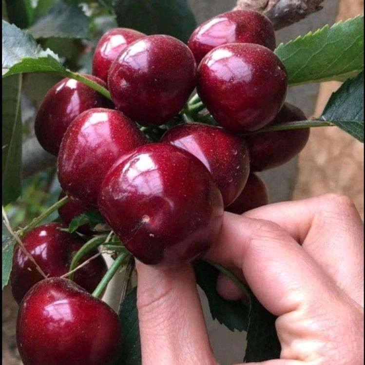 张果佬水果先生