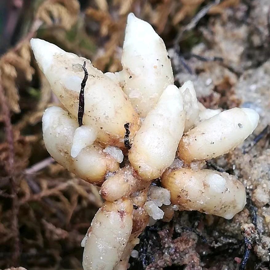 立森菌业