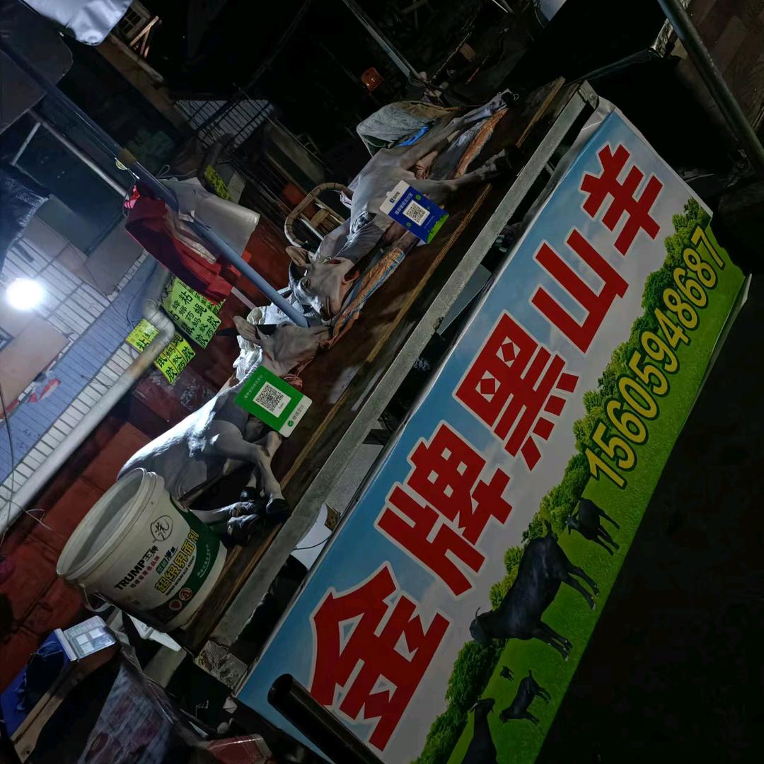 金牌黑山羊