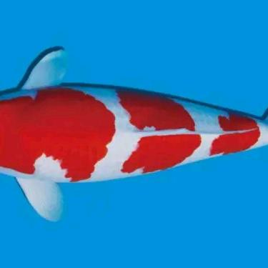 水族水景花世界