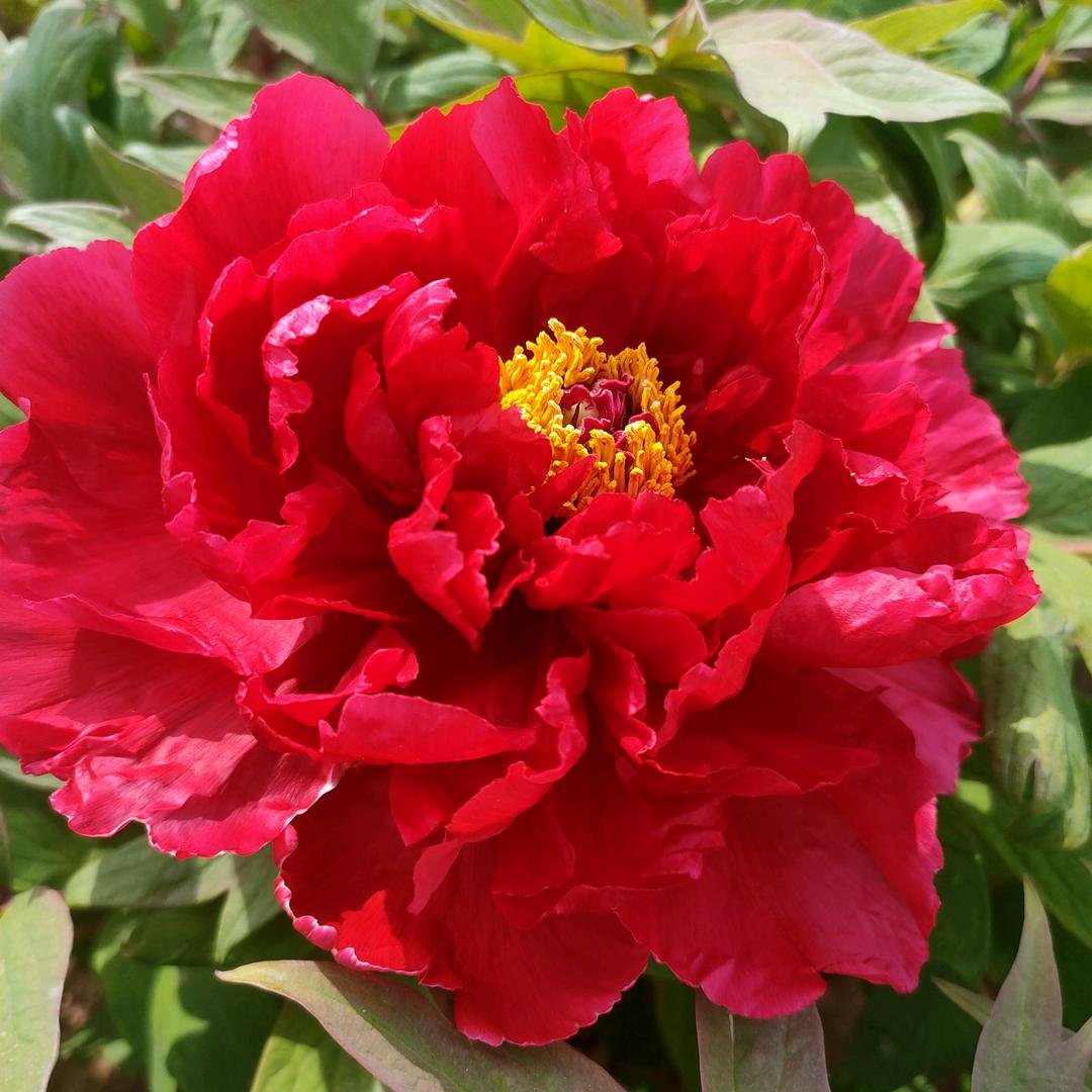 山东浩宇牡丹 芍药