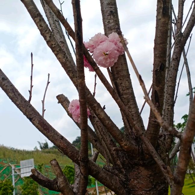 柴油😂人生 加油