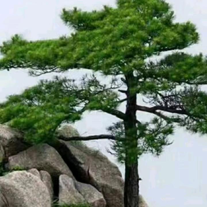 黄河黄