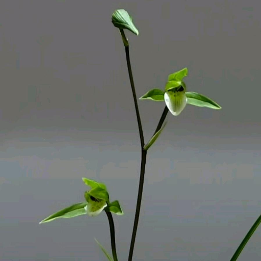 瑶家寒兰