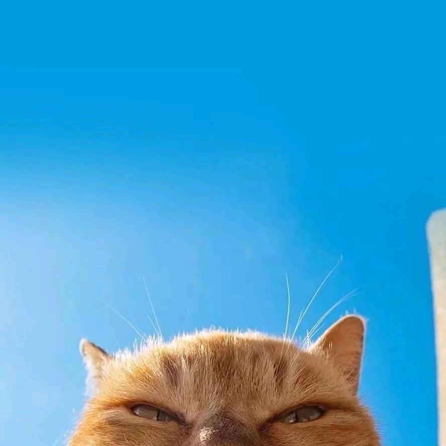 小燕烤炉鸡蛋灌饼（努力版）