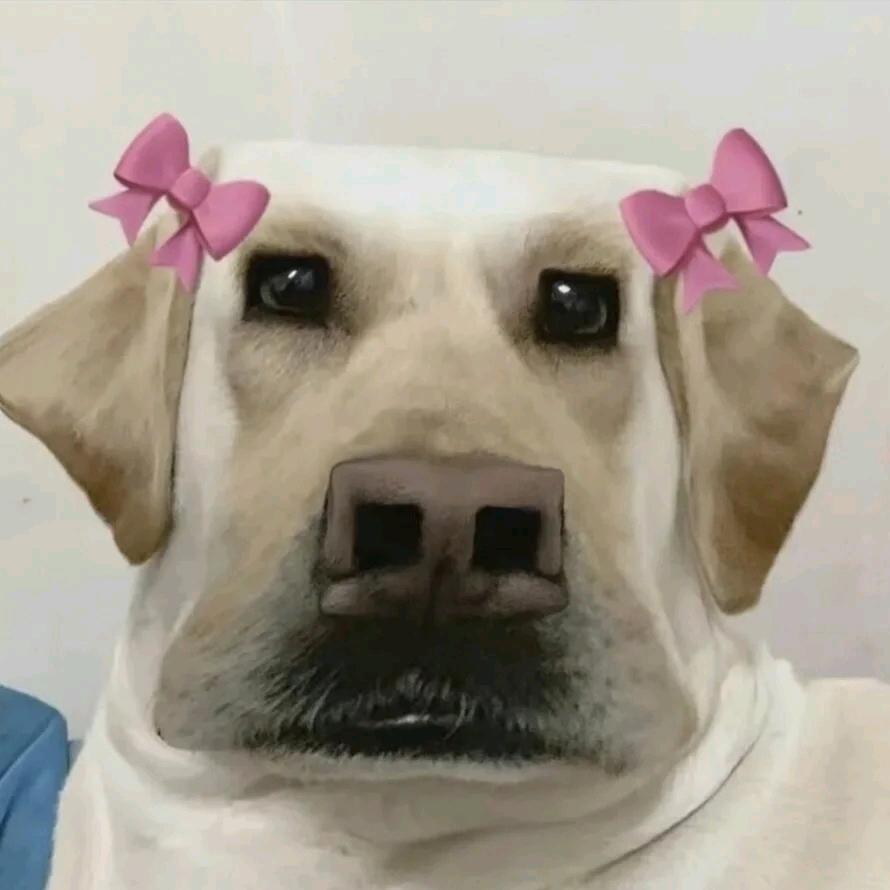 摇摇车里是小狗