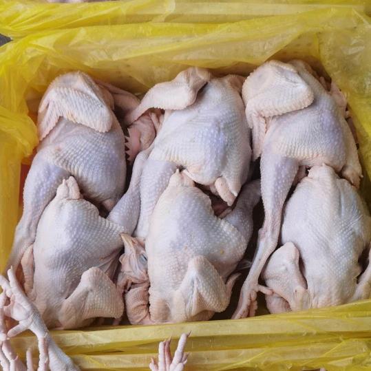 罗涛鲜鸡鸭鹅批发