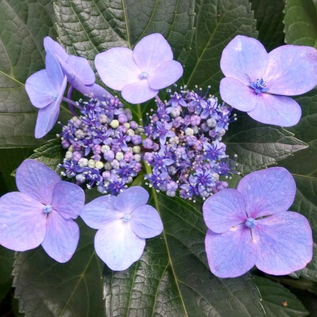 繁花(ಥ_ಥ)尽落o(︶︿︶)小包子