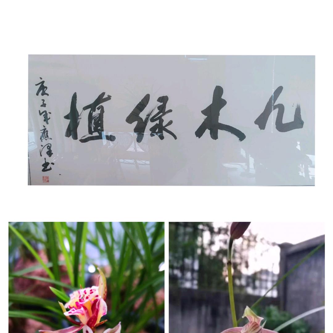 九木绿植