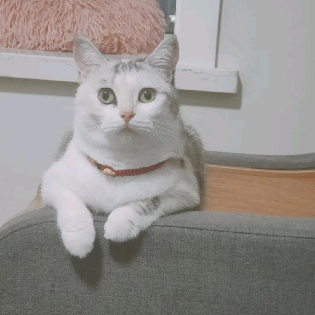 汤圆是只招财猫