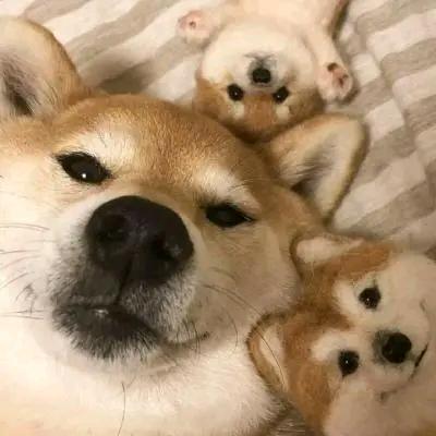 灰灰