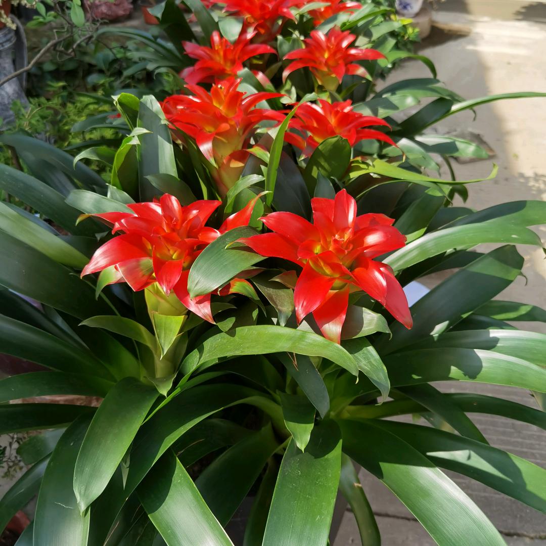大头菜