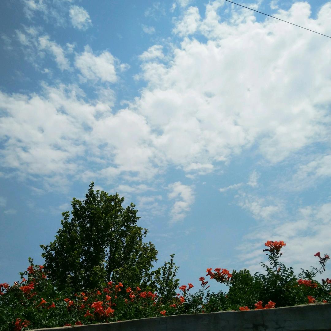 水中花