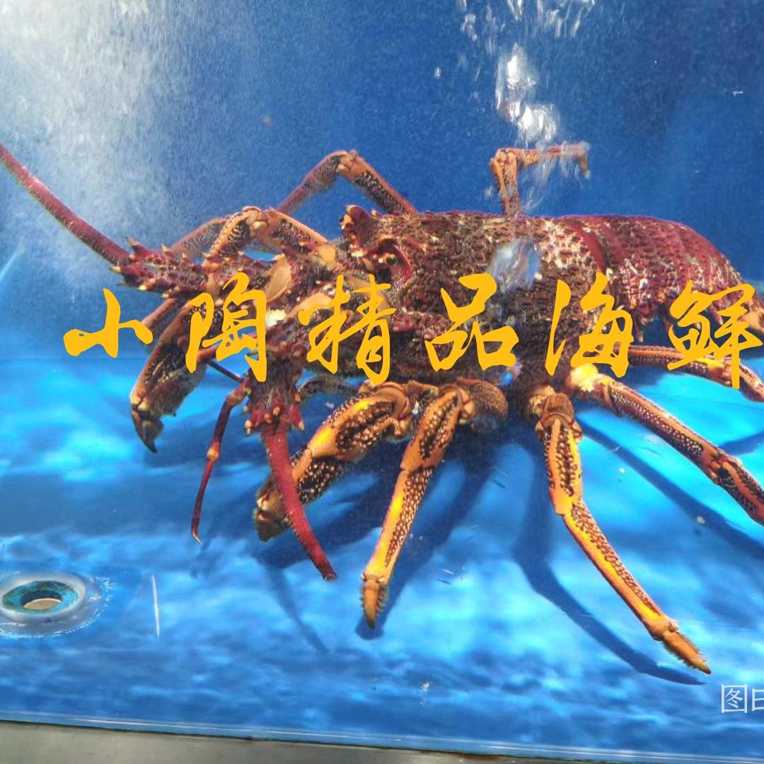 王口小陶精品海鲜℡