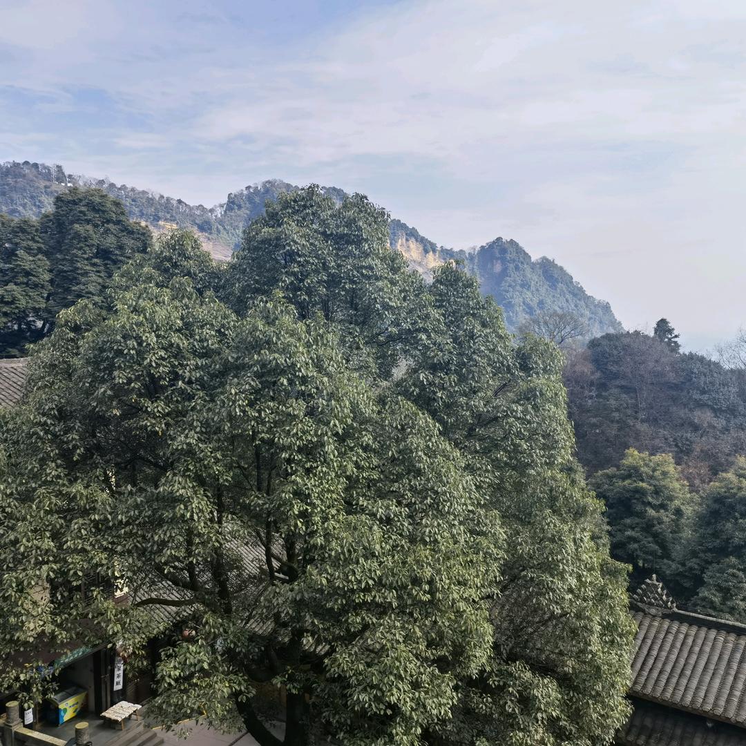 静观✔