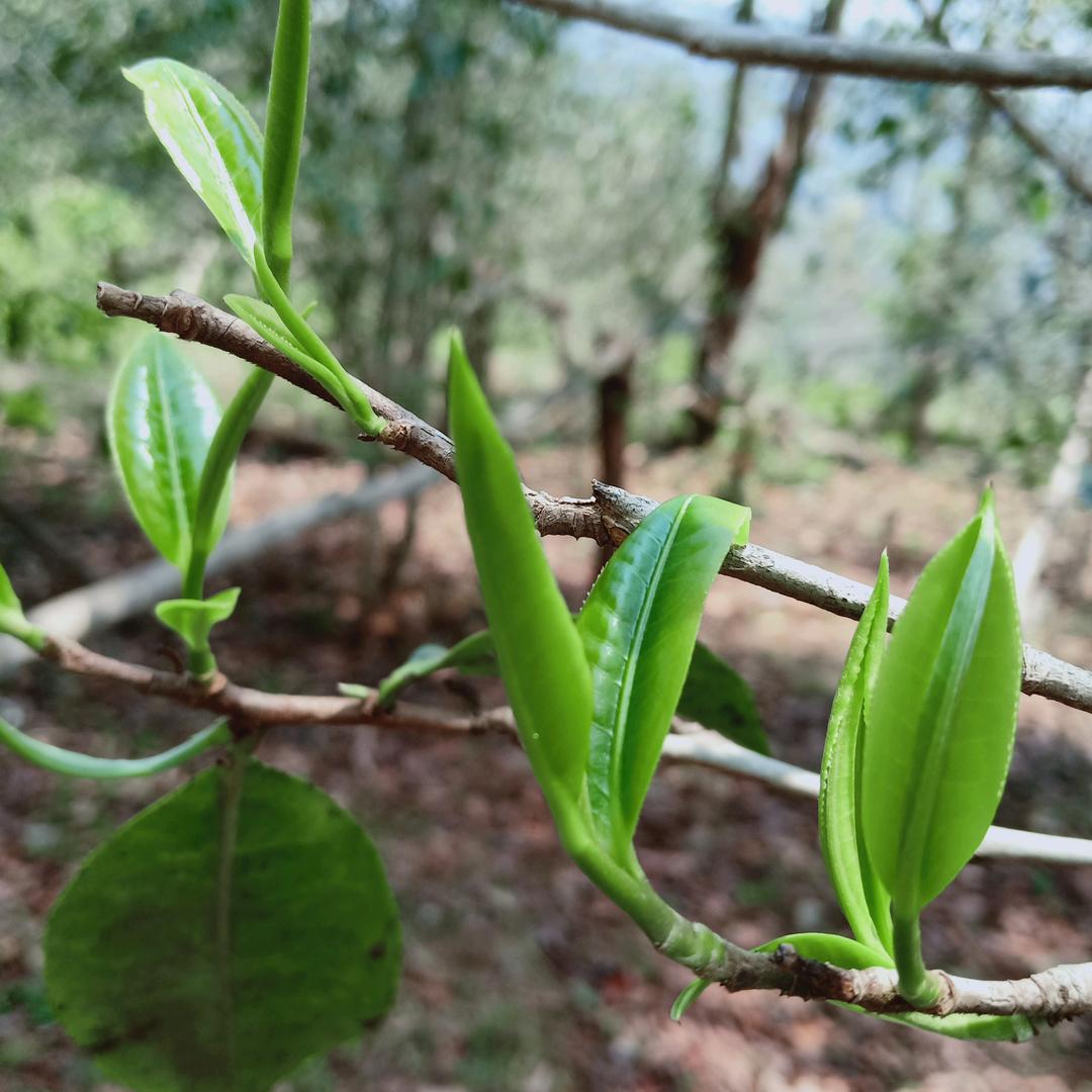 幸福茶农 背阴山79号