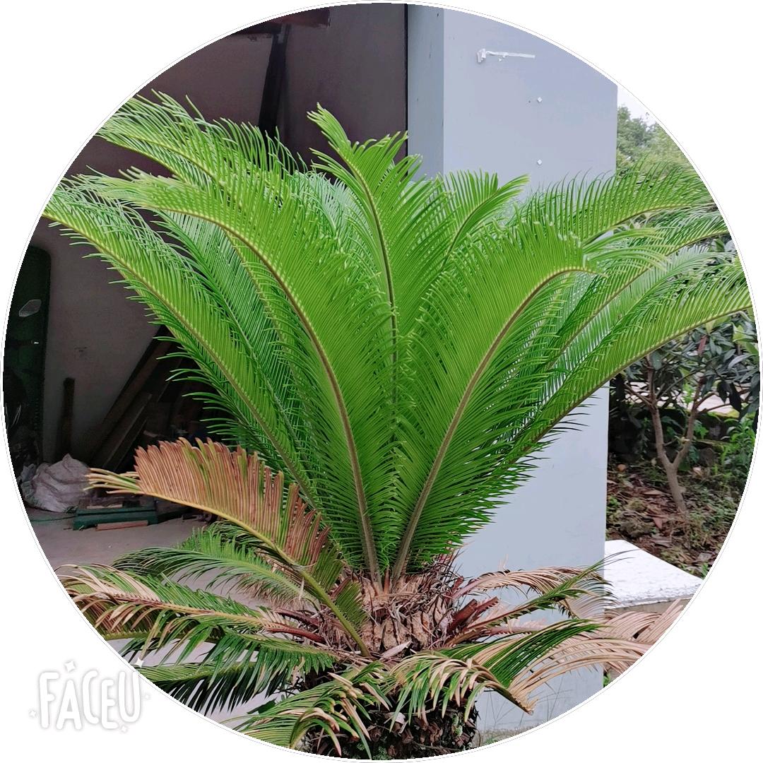 一棵青藤草
