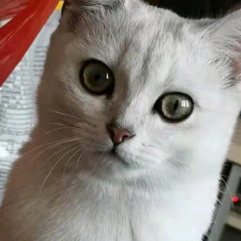 爱猫