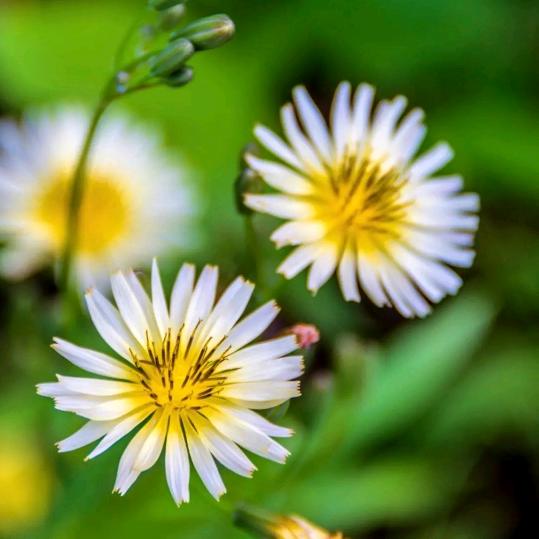 真亦假~《拒私聊》