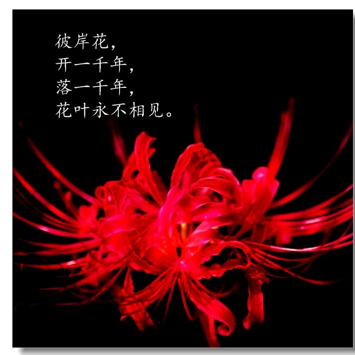 დ᭄ꦿ彼岸！ ꧔ꦿ花℘开