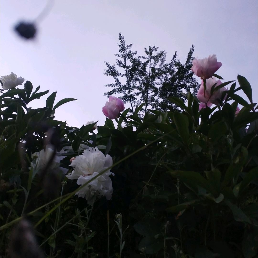 人生就象一场戏