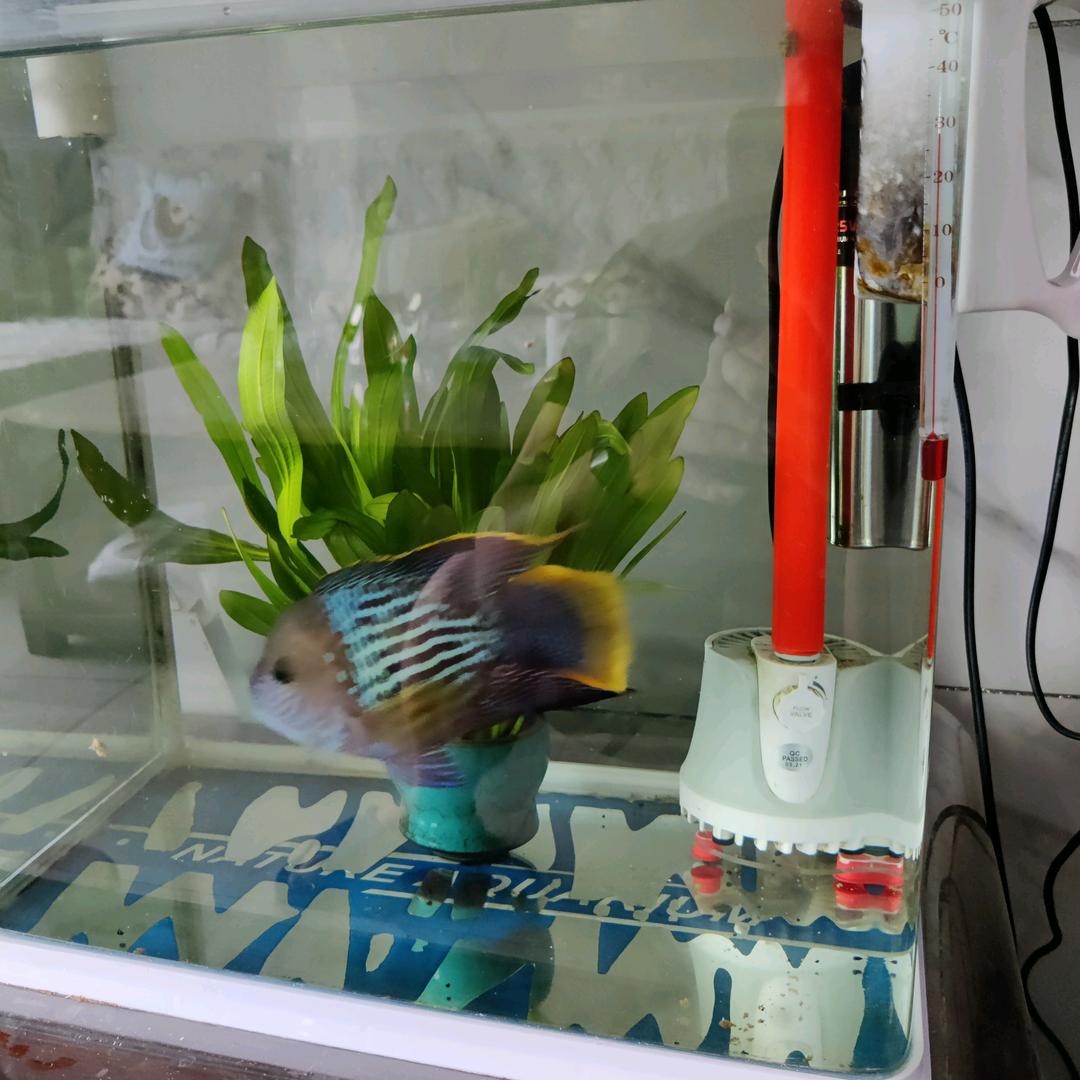 兜兜里的豆豆15