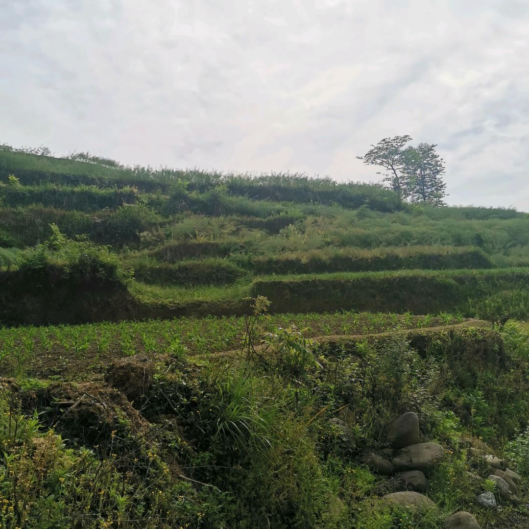 酒店从业和运营管理