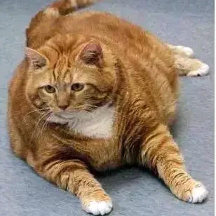 宅家的肥猫