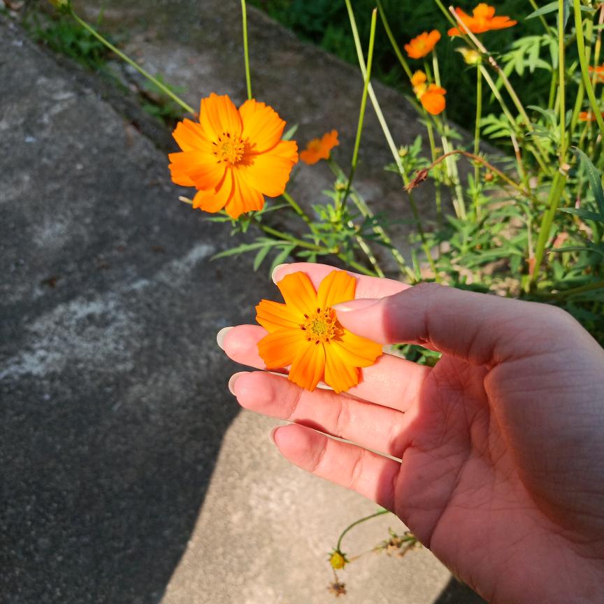 ～～浅夏