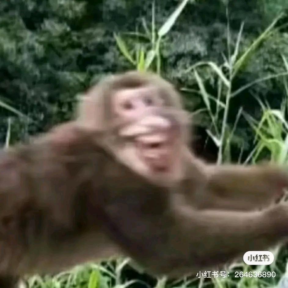 下蛋的差之大米