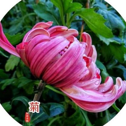 思念