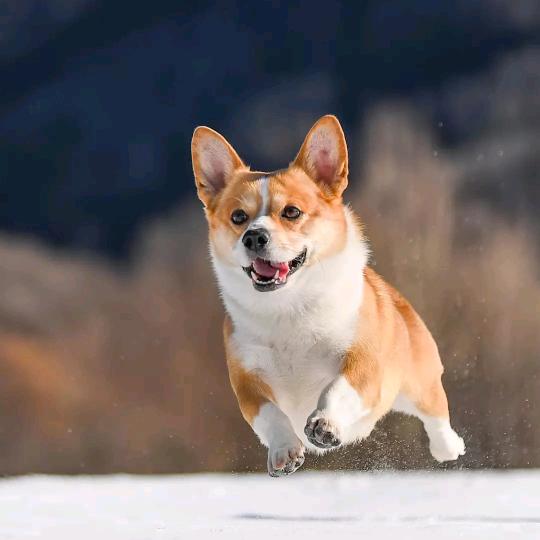 军小