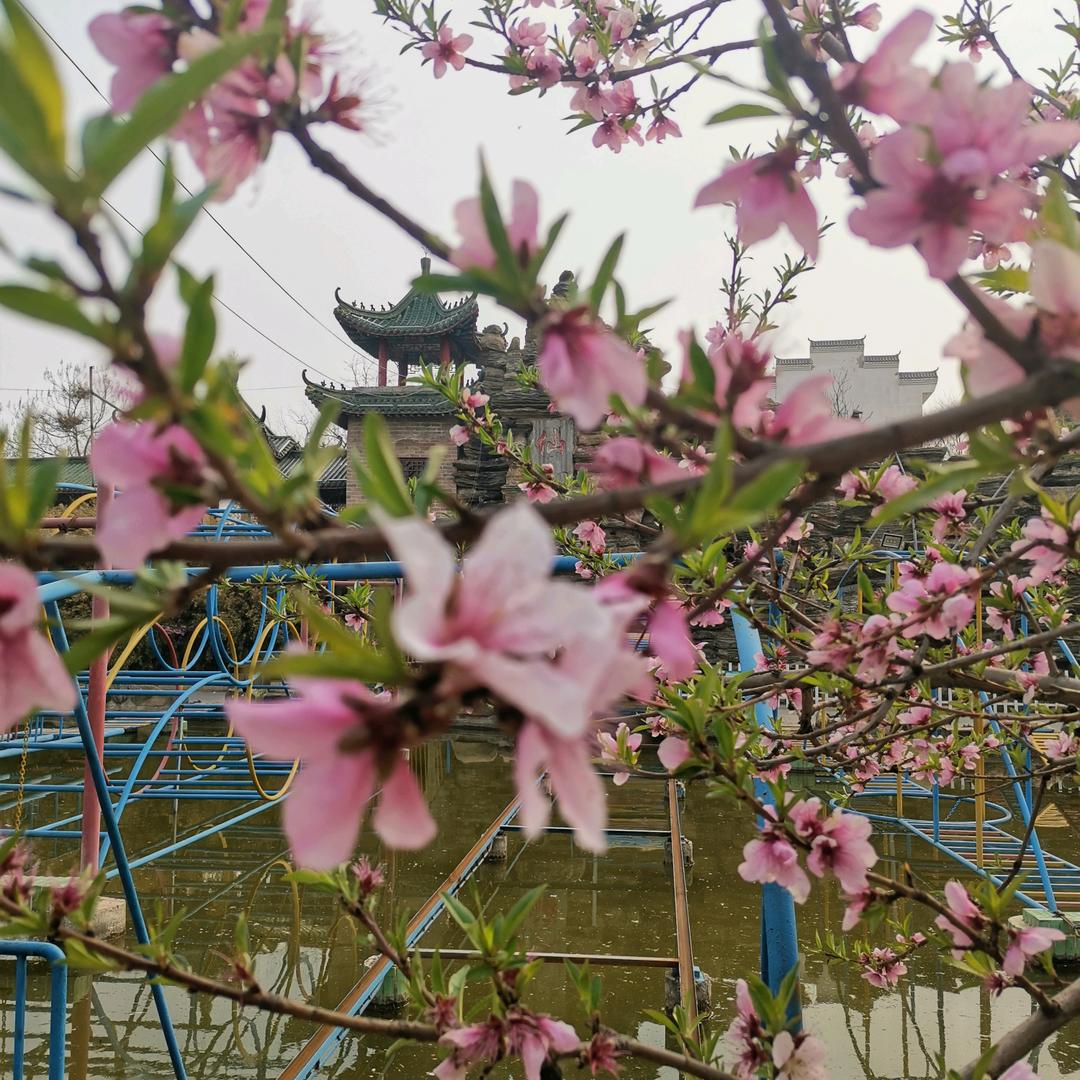 木槿花开