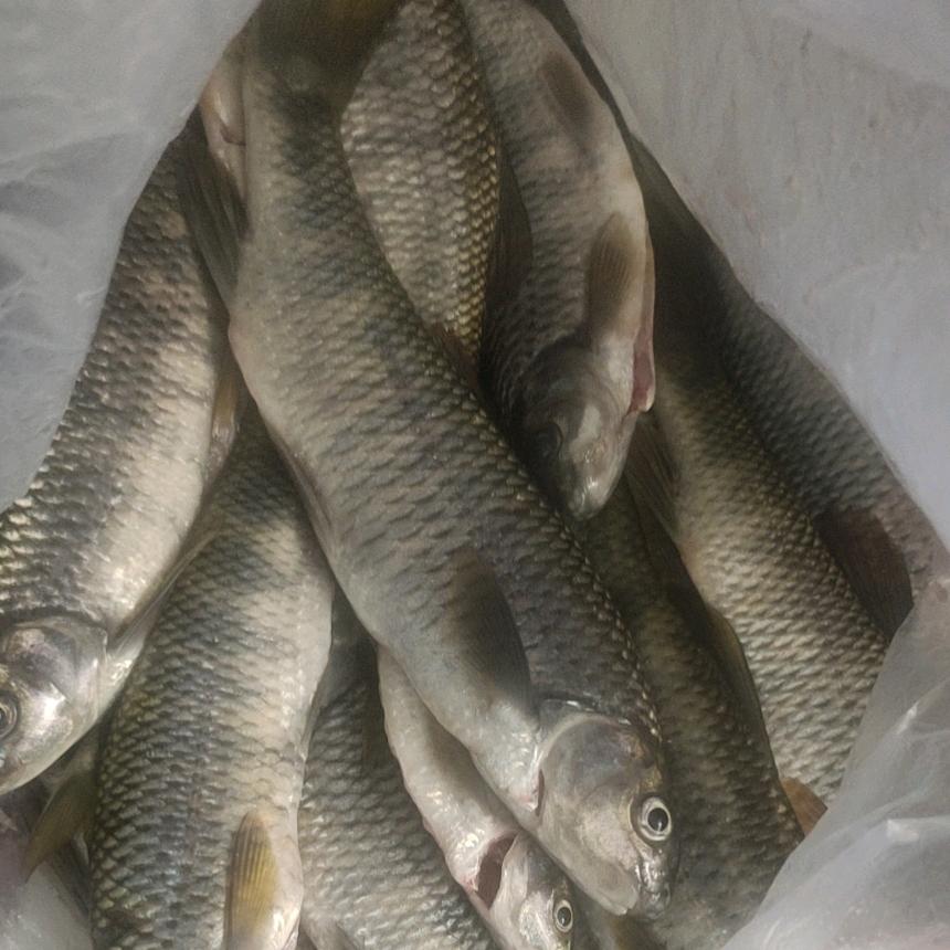 班鱼哥💐💐918