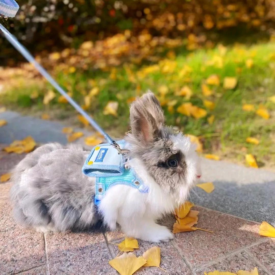 绿洲猎鹰