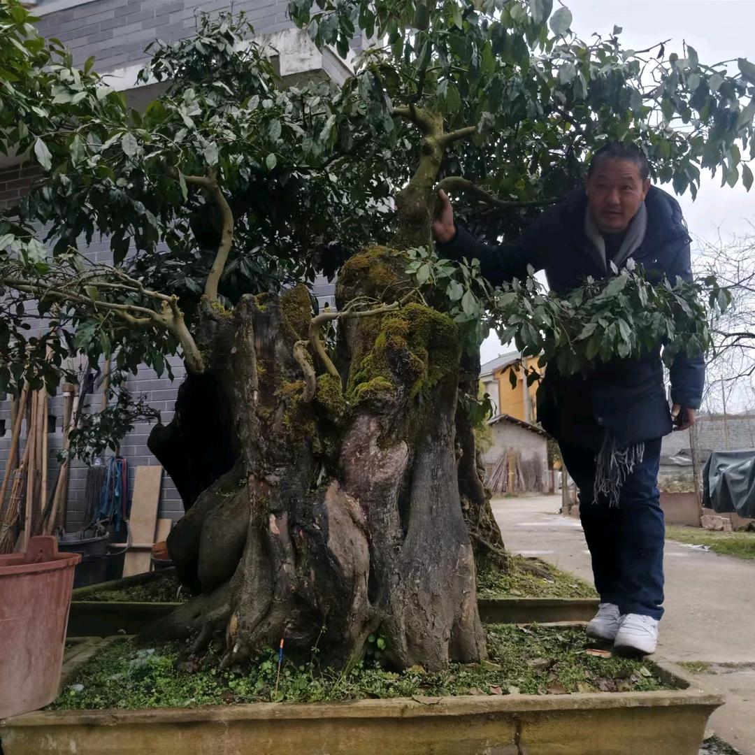 一品阁金弹子盆景园