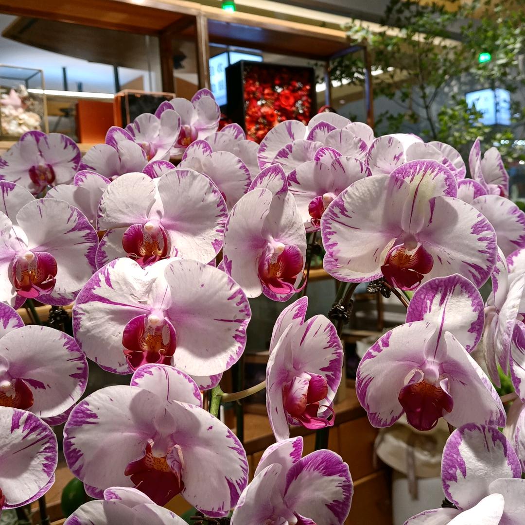 🧚‍♀️萍儿🧚‍♀️