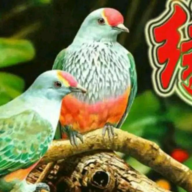 自由快乐人