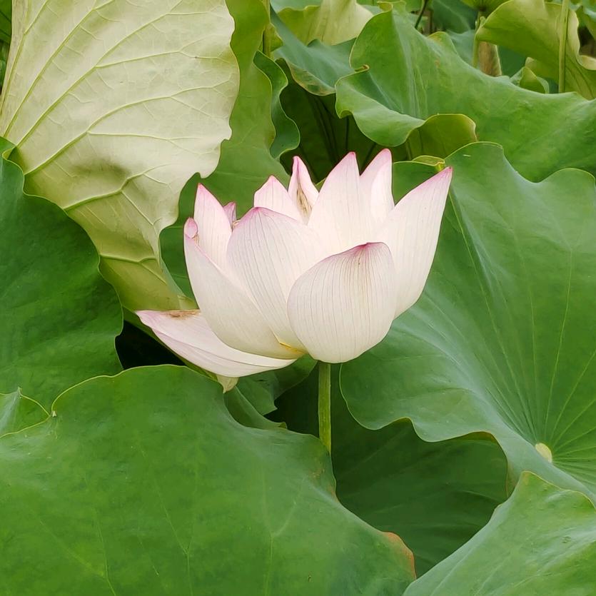 ぃ 流年┈━═☆