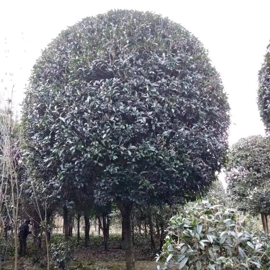 杜鹃