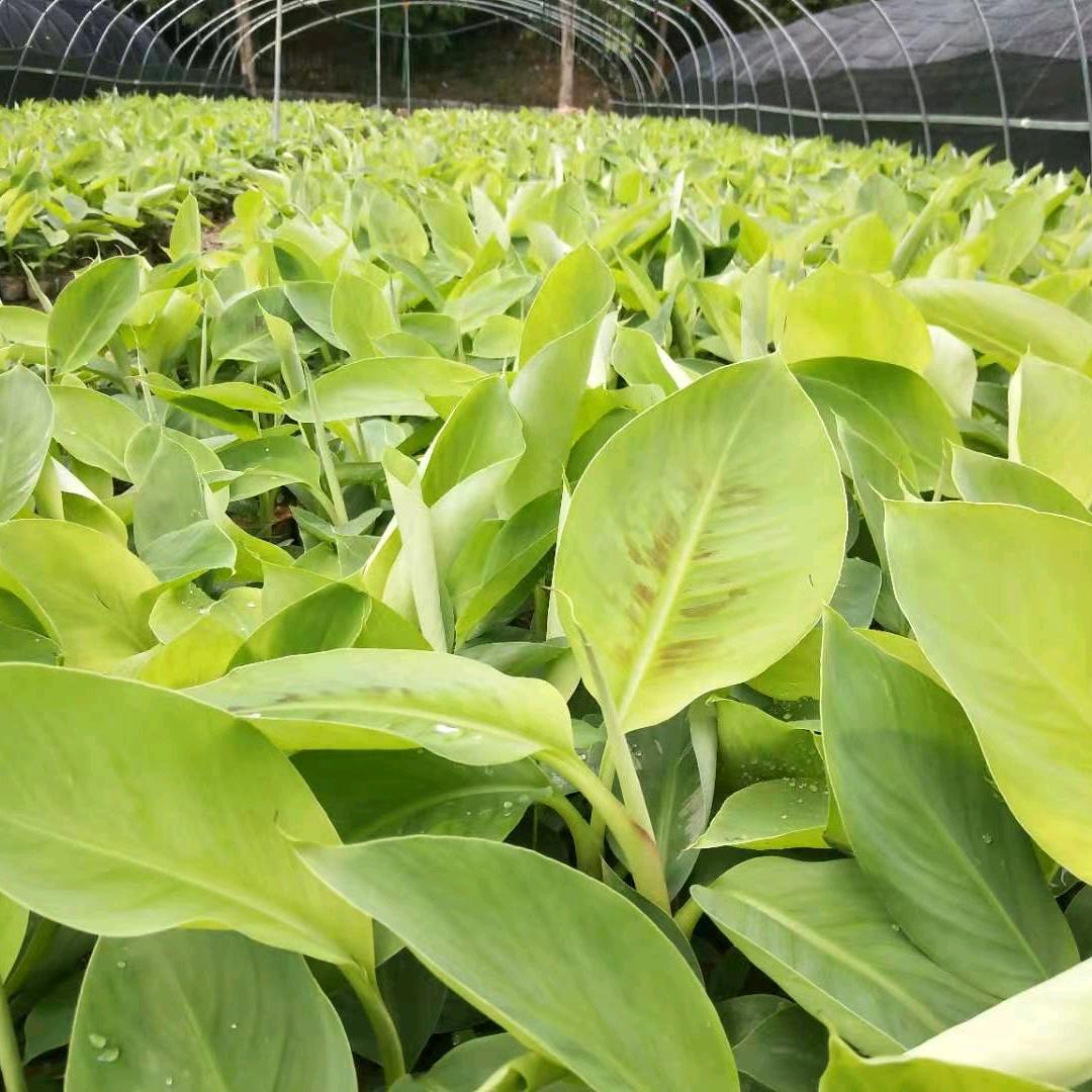 小喻创业苗圃桂蕉9号专场