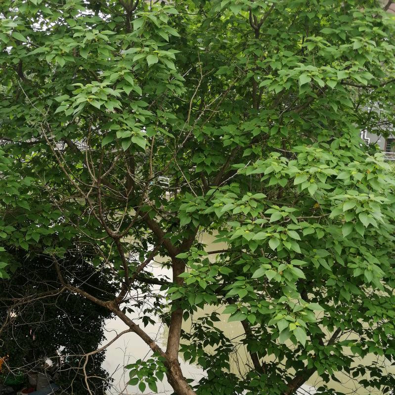 曾居英