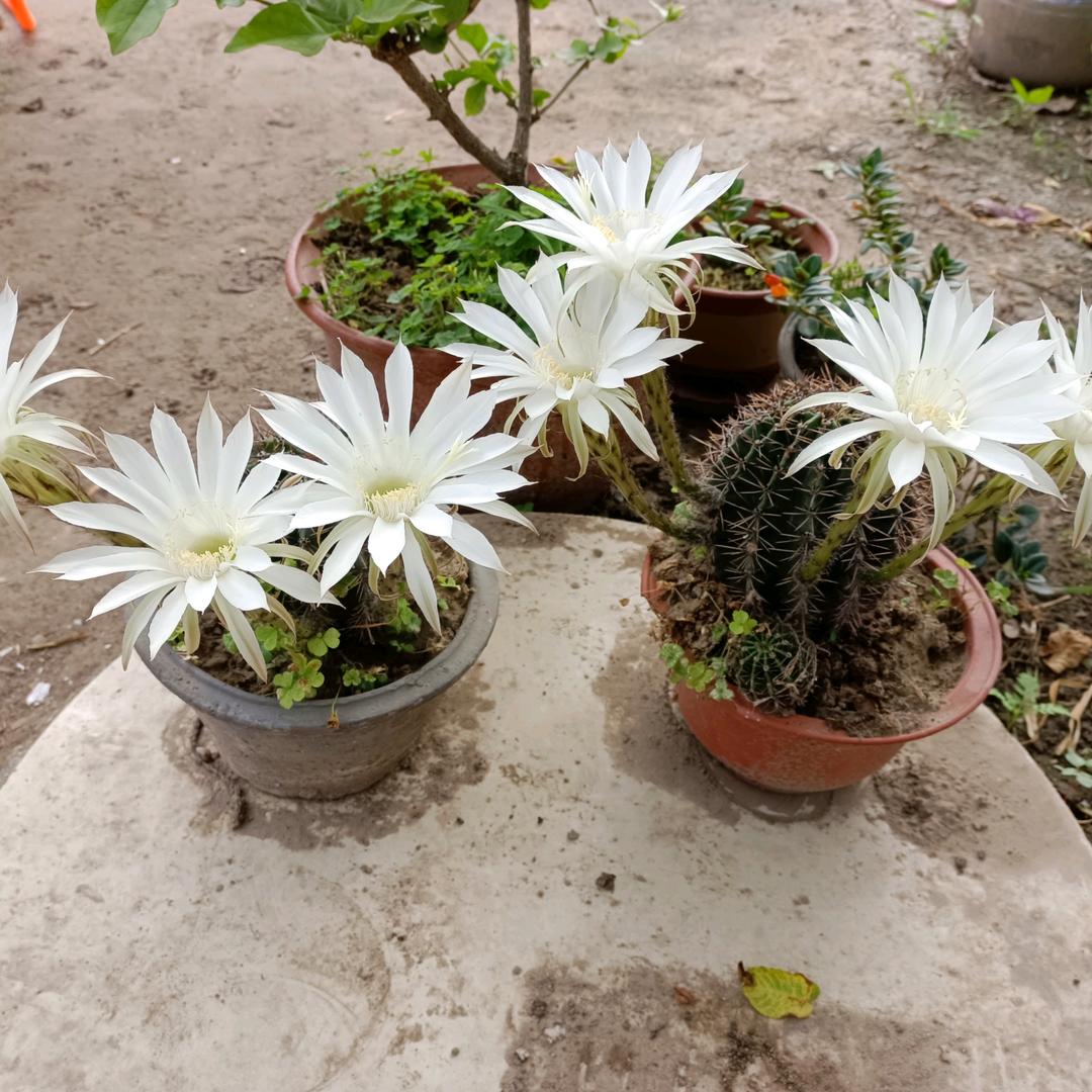 一盆带刺的花。
