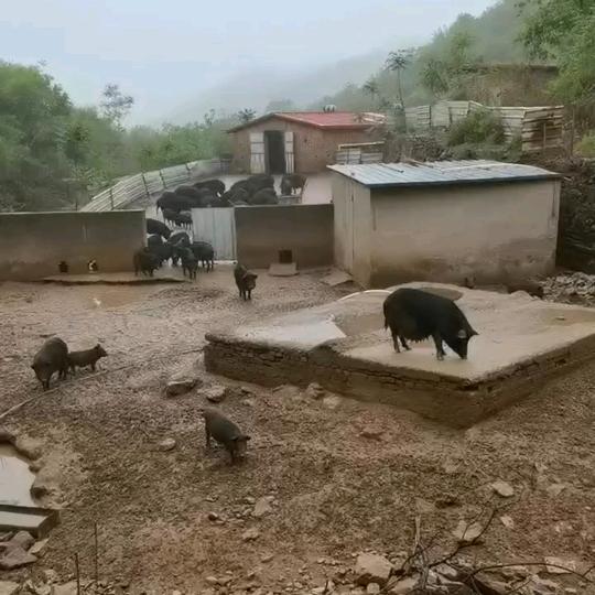 瑞博生态养殖