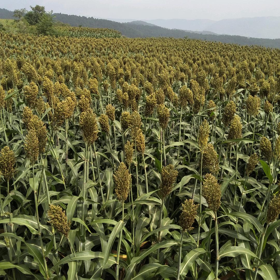 快乐一天是一天。