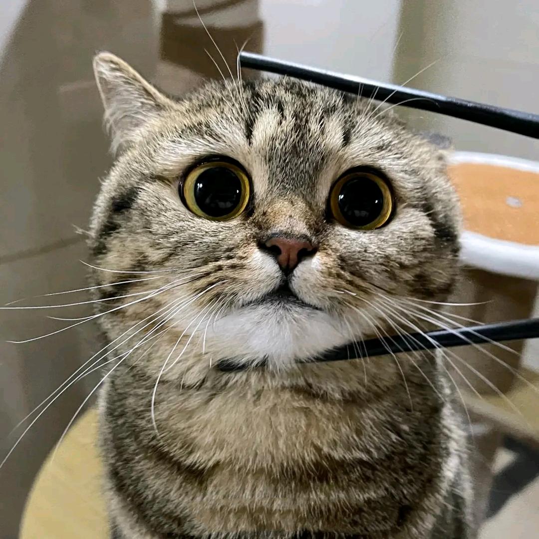 宾鸿大雁衔罗衫丶