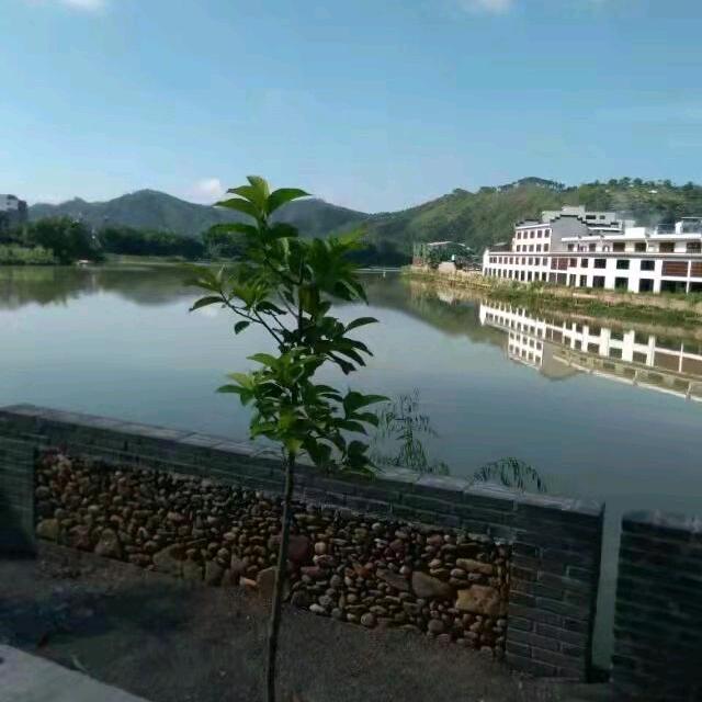捕鱼王者