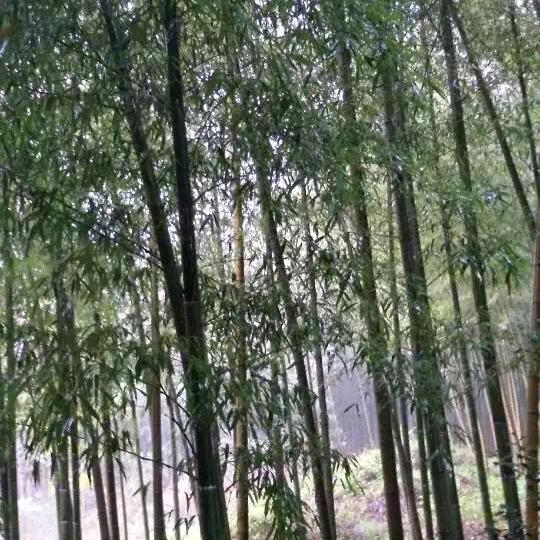 柯叶端居